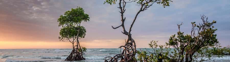Mangroves, cultural fishing, black heritage town and lunch - Guides and language: English, Spanish, and the smoothest way to ask questions
