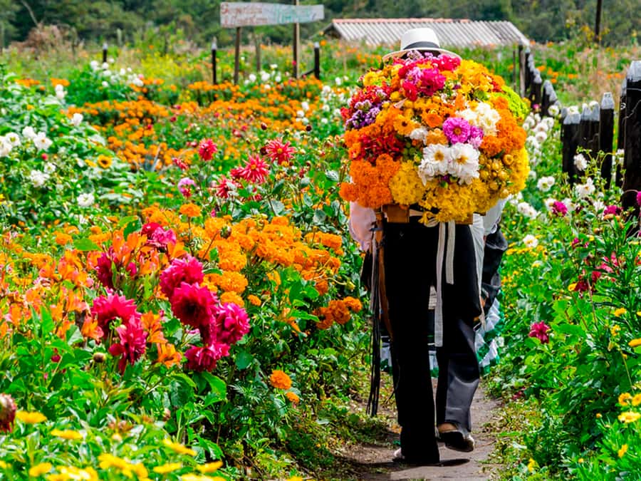 Medellín: Flower Farm & Silletero History Tour - Why Silleteros and the Flower Festival really matter