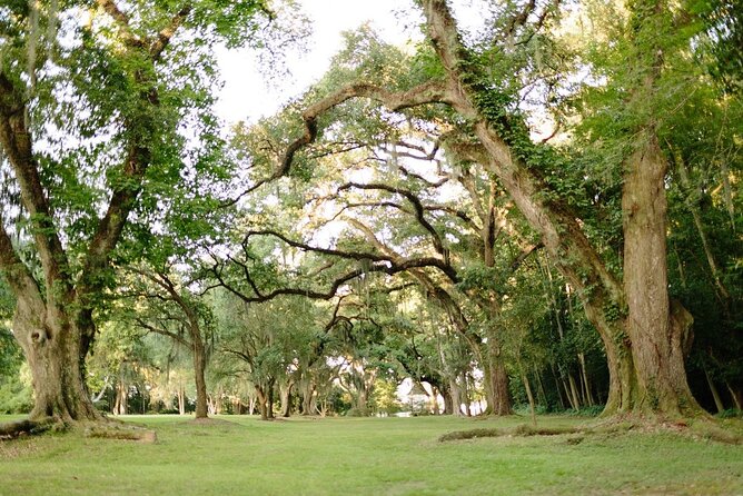 Myrtles Plantation Daytime Historical Tour - The Grounds: Live Oaks, Hilltop Calm, and Walking Pace