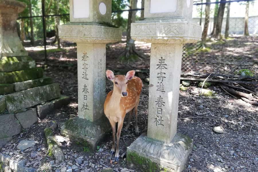 Nara: Half-Day UNESCO Heritage & Local Culture Walking Tour - Pace, Group Size, and Why the Guide Changes Everything
