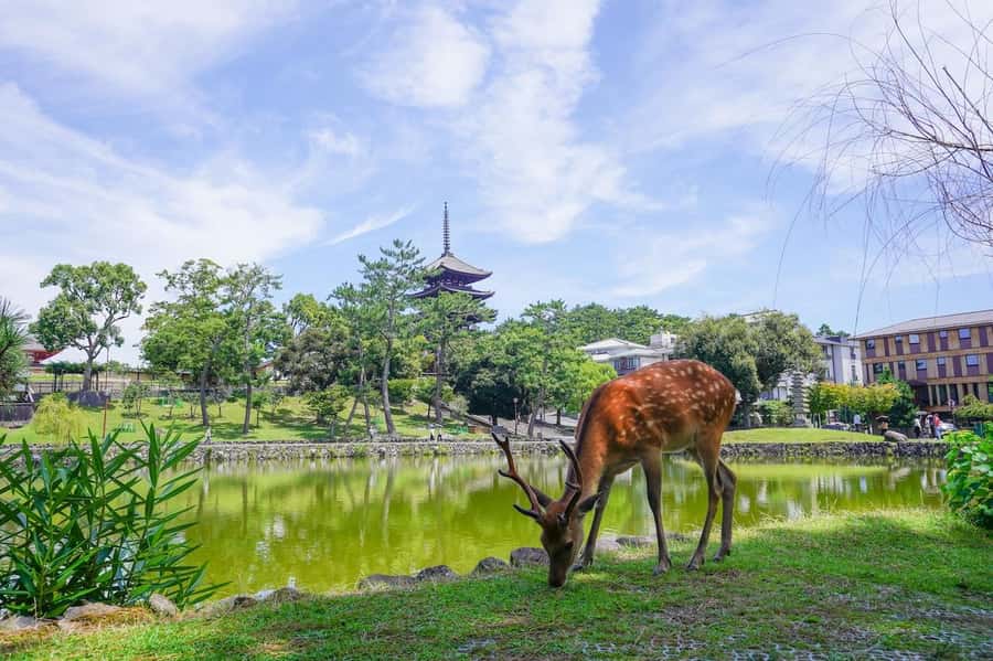 Nara: Half-Day UNESCO Heritage & Local Culture Walking Tour - Walking From Kintetsu Nara: The Day Starts Calm, Not Chaotic