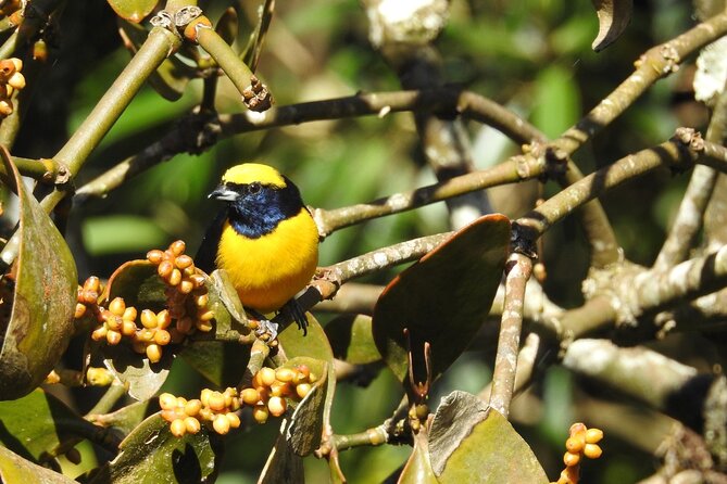 Natural History Tour at Curi Cancha Reserve in Monteverde - The Spotting Scope Makes It Feel Like You Have Superpowers