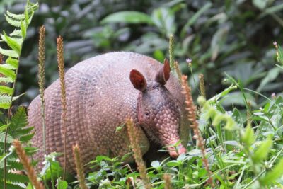 Natural History Tour at Curi Cancha Reserve in Monteverde - Weather Reality in Monteverde