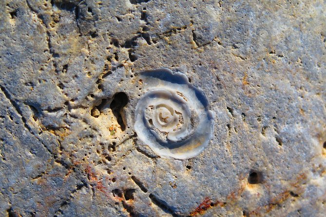 Olous – Guided Snorkelling Excursion to Discover Olous Sunken Ancient City - Marine Life Moments: Fish, Octopus, and Starfish