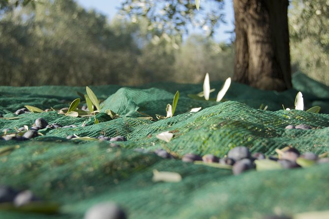 Olympia Shore Ex: Olympic site, Honey Farm & Olive Oil Tasting - Timing, Walking, and the Small-Group Comfort Factor