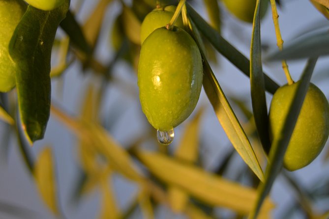 Olympia Shore Ex: Olympic site, Honey Farm & Olive Oil Tasting - Who Should Book This Shore Tour (and Who Might Skip It)
