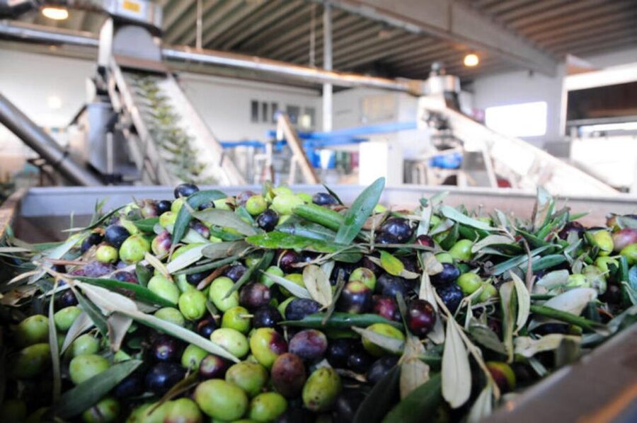 Ostuni: E-bike Tour, Ancient Olive Trees & Oil Tasting - Price, Time, and Value: Is $55 a Good Deal?