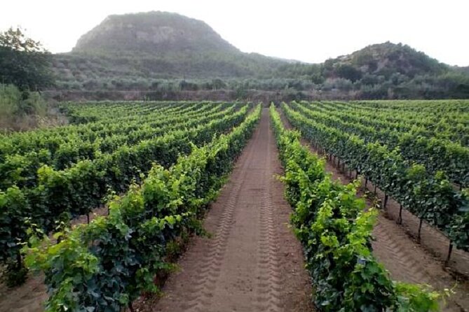 Private Excursion to Ancient Olympia - bee farm & winery - Value check: what your $144.18 covers (and what costs extra)