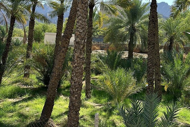 Private Full Day Hatta Visit Dam Heritage Village Lake - Swan Lake Bridge: a quiet 30 minutes for birdwatching and calm