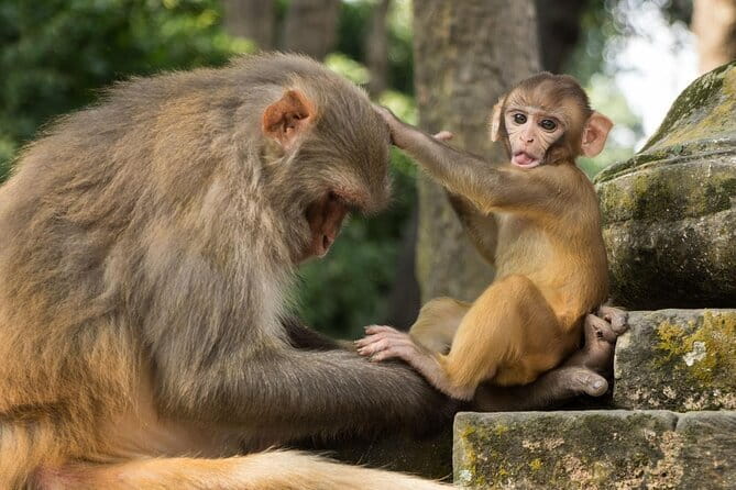 Private Full-Day Kathmandu All 7 UNESCO World Heritage Sites Tour - Hotel Pickup, Private Vehicle, and Staying Sane for 9 to 11 Hours