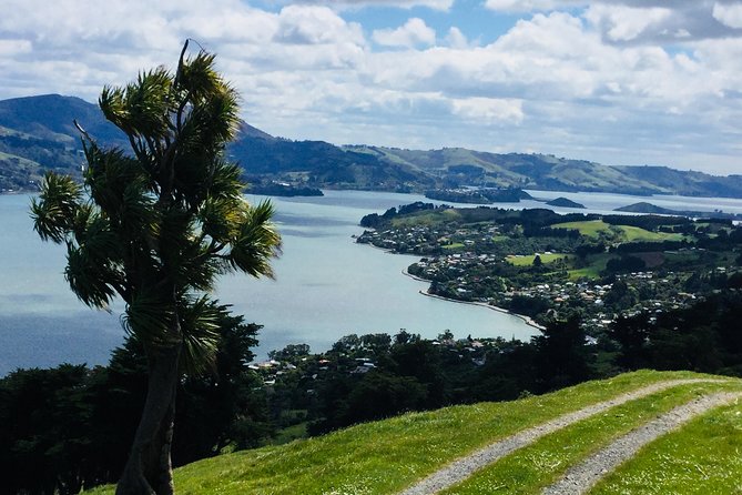 Private Guided Tour of Dunedin City Heritage and Unique Wildlife and Scenery - Royal Albatross Centre: free time that still feels like a win