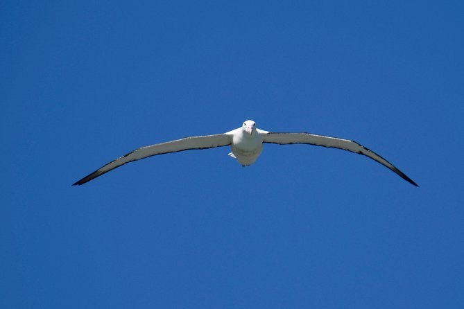 Private Guided Tour of Dunedin City Heritage and Unique Wildlife and Scenery - Price and what you actually get for your money