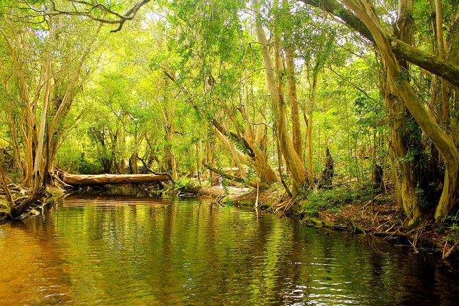 Private Half Day Tour: World Heritage Rainforest & Waterfall - Key things you’ll love most