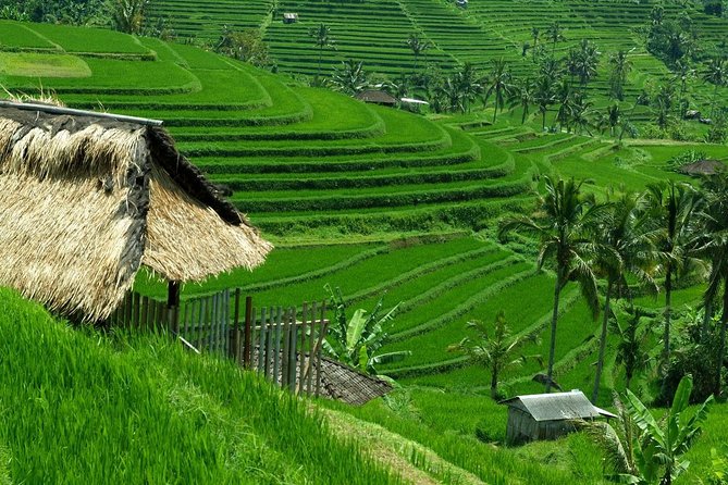 Private Jatiluwih Rice Terraces Heritage Site and Culture Tour - Lake Buyan and Tamblingan: twin-lake calm and a canal-linked pool detail