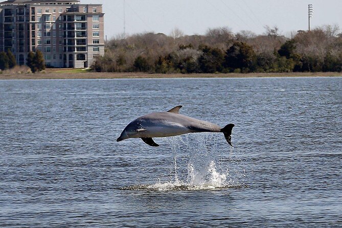Private Morning Sail, Dolphin and History Tour on Mystique - Dolphins Along the Coast: The Fun Wildcard
