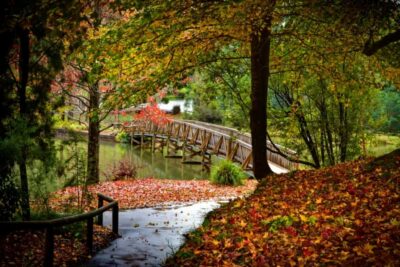 Puffing Billy Railway: Heritage Steam Train Journey - Choosing Belgrave or Lakeside: how the start point changes your day