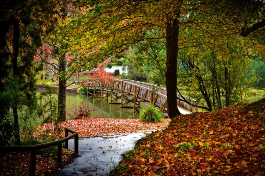 Puffing Billy Railway: Heritage Steam Train Journey - Choosing Belgrave or Lakeside: how the start point changes your day
