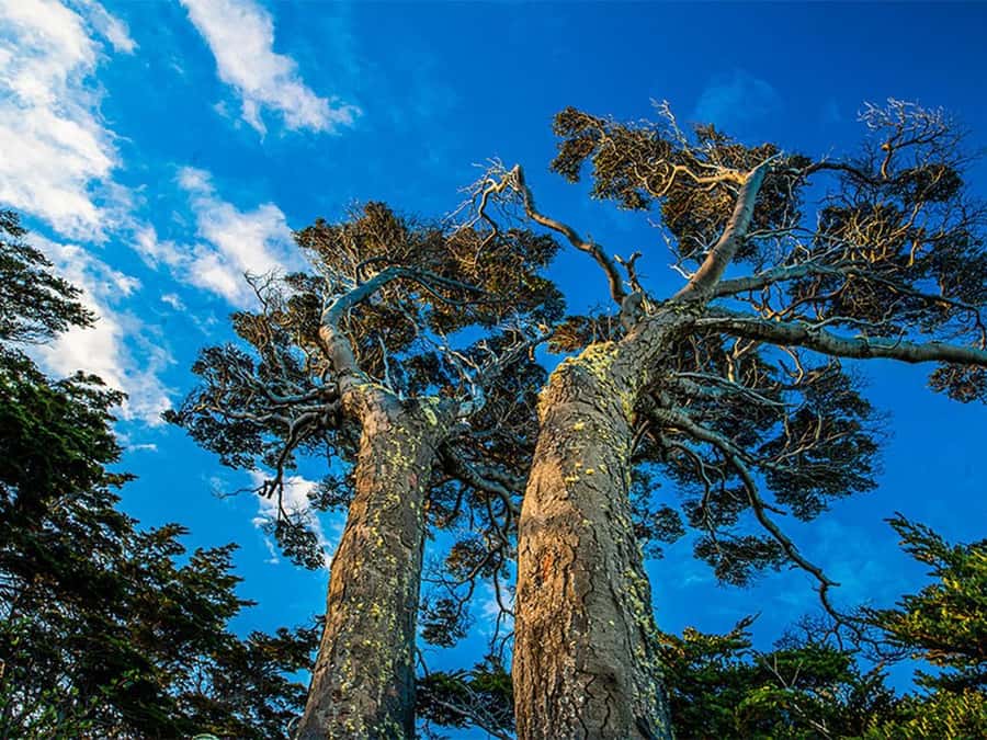 Punta Arenas: Fort Bulnes Historical Tour - Price and value at about $46: when it makes sense