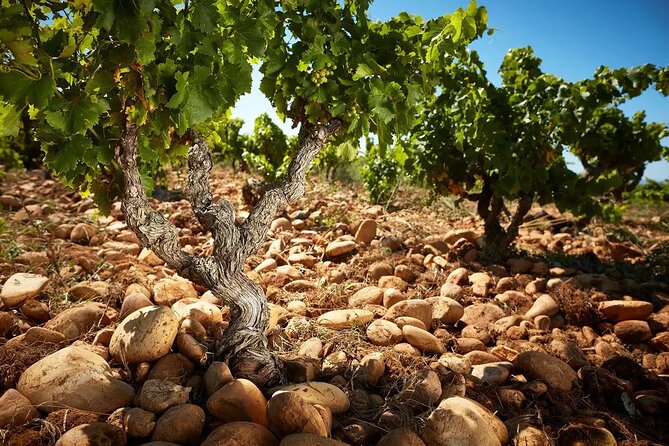Roman Heritage & Wine Legacy - Quick hits before you go