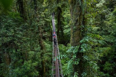 Rotorua Canopy Tours: 2.5Hour Native Forest Zipline Adventure - The forest walk-in: short stairs, ecosystem lessons, and first views