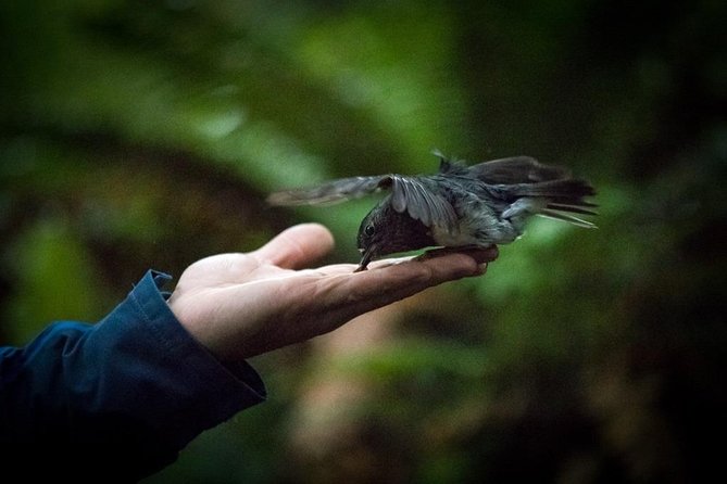 Rotorua Canopy Tours: 2.5Hour Native Forest Zipline Adventure - Price and value: what $123.49 buys you in real terms