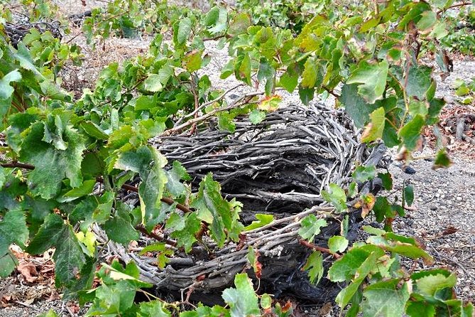 Santorini: 4hrs Small Group Wine Tasting Tour with Local Bites - Price and What You Actually Get for $210.84