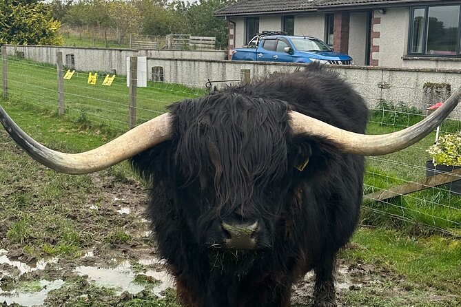 Scottish Whisky Distillery & Fairytale Dunrobin Castle - Stop 8 and 9: Loch Fleet Nature Reserve pass + Glenmorangie shop photos