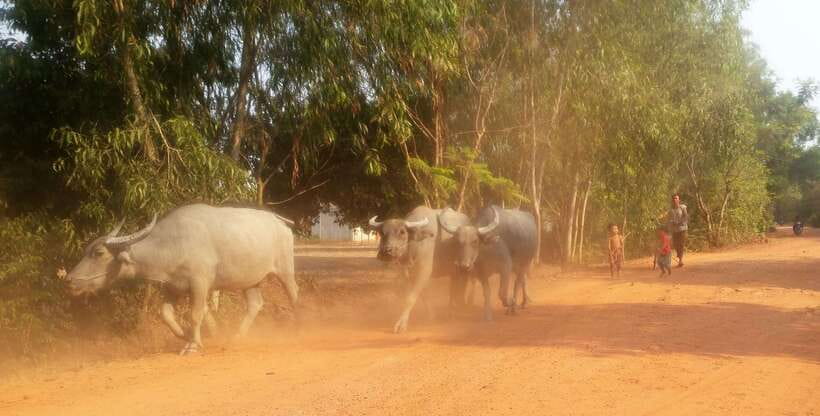 Siem Reap: 3-Hour Ancient Trails Motorbike Tour - Motorbike training for first-timers: what to expect