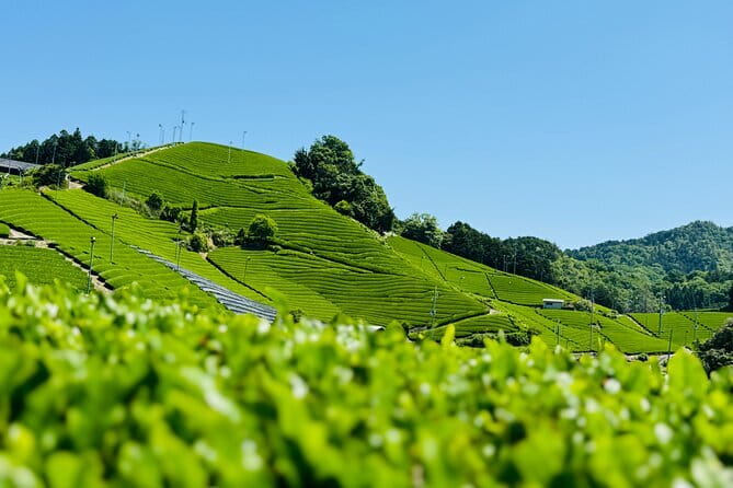 Slow Cycling Tour at Uji's Matcha Green Tea Fields and Heritage - Asagiri Bridge and Amagase Dam: The River Part of Uji