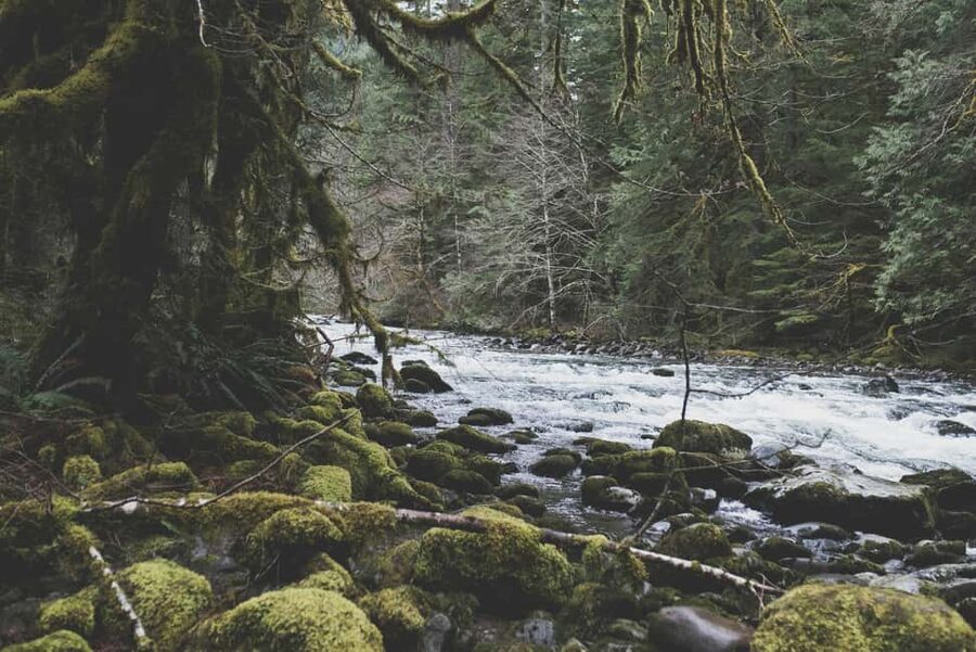 Snoqualmie, Twin Falls & Ancient Forest (Transport Included) - What to pack and how to show up comfortably