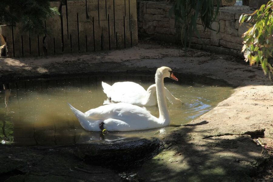 The Limestone Heritage Park and Gardens (Entry Ticket) - Food, tea, and the Maltese platter and ftira option