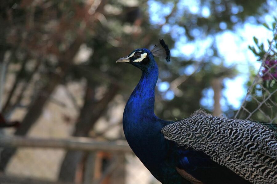 The Limestone Heritage Park and Gardens (Entry Ticket) - Price and what you actually get for $11