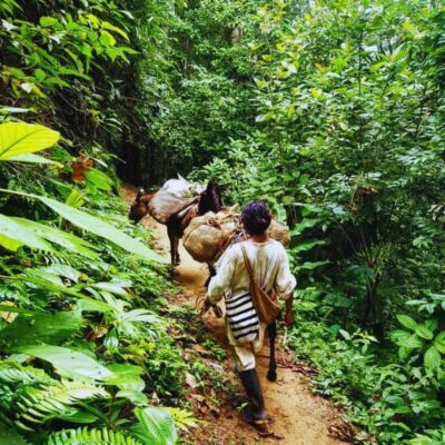 Trekking History and Indigenous Heritage in Minca + Cacao & Coffee + Waterfall - Starting at Parque de Minca: Logistics That Save You Time