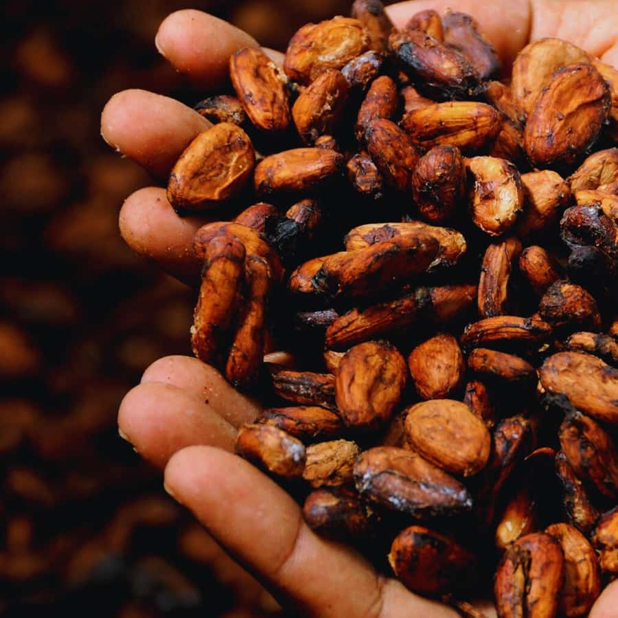 Trekking History and Indigenous Heritage in Minca + Cacao & Coffee + Waterfall - Waterfall Time: The Cool Down You’ll Actually Use