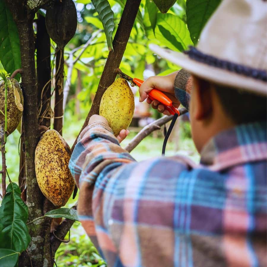 Trekking History and Indigenous Heritage in Minca + Cacao & Coffee + Waterfall - Price and Time: Why $41 Feels Fair for What You Get