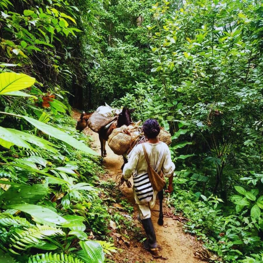 Trekking History and Indigenous Heritage in Minca + Cacao & Coffee + Waterfall - Starting at Parque de Minca: Logistics That Save You Time