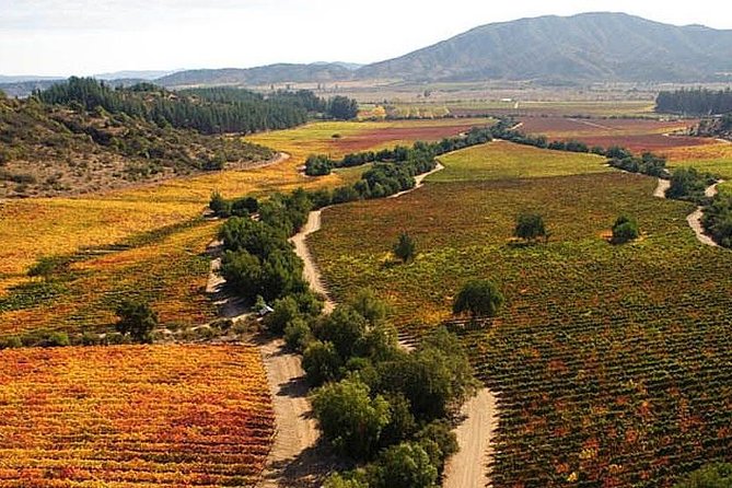 Valparaiso & Casablanca : Wine, Gastronomy and Living Culture - How the Casablanca-and-Valparaíso day actually feels