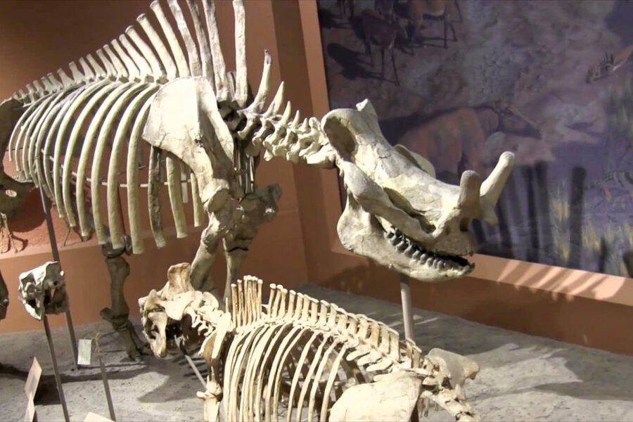 Washington DC: National Museum of Natural History Tour - Ocean Hall coral reef + Phoenix the whale: scale you can feel