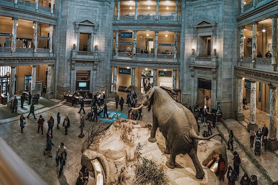 Washington DC: National Museum of Natural History Tour - The fossil, Arctic narwhal, and land giants that balance the day