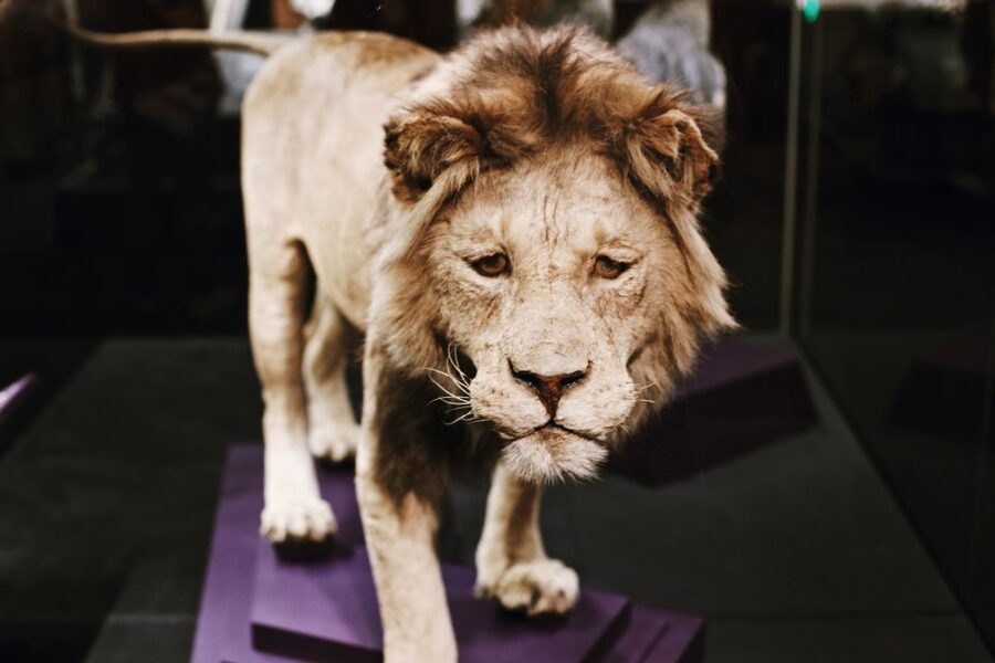 Washington DC: National Museum of Natural History Tour - Private vs small group: which option fits your style
